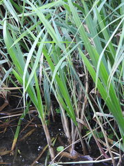 Sparganium erectum