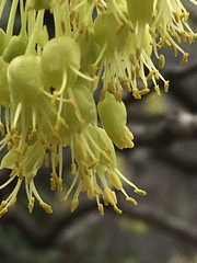 Acer opalus