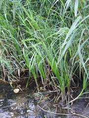 Sparganium erectum