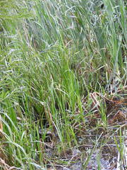 Sparganium erectum