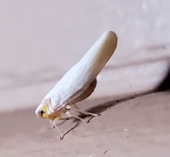 Neocenchrea heidemanni