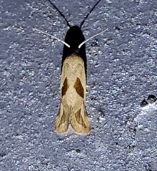 Eugnosta bimaculana