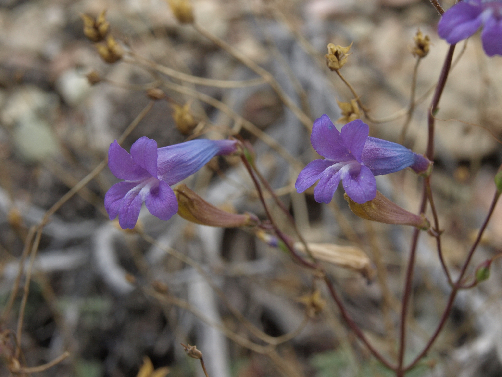 Penstemon scapoides
