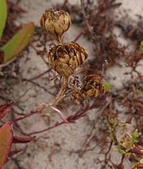 Iberis procumbens
