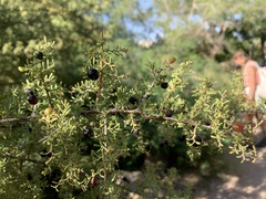 Condalia warnockii