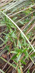 Billardiera cymosa