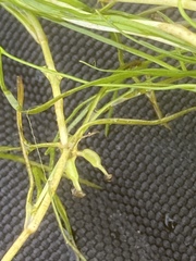 Zannichellia palustris