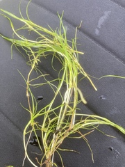 Zannichellia palustris