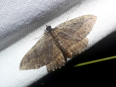 Philereme transversata