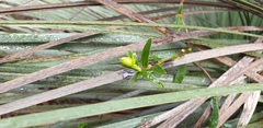 Billardiera cymosa