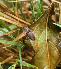 Agriotes lineatus
