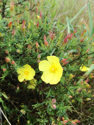 Yellow Rock Rose