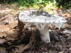 Amanita longipes
