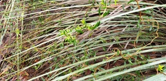 Billardiera cymosa