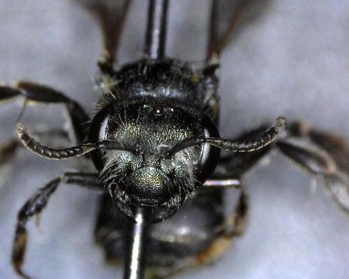 Andrena suavis
