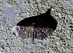 Diathrausta reconditalis