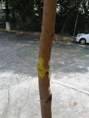 Terminalia kaernbachii