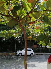 Terminalia kaernbachii