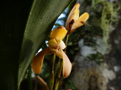 Maxillaria porrecta