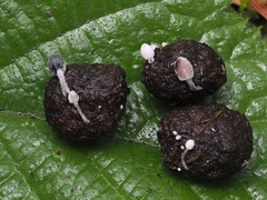 Coprinopsis stercorea