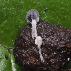 Coprinopsis stercorea