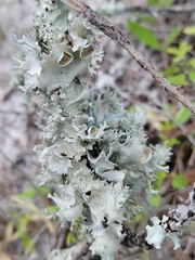 Parmotrema submarginale