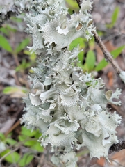 Parmotrema submarginale