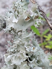 Parmotrema submarginale