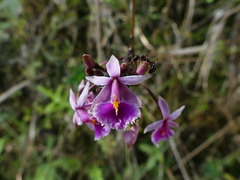 Epidendrum calanthum