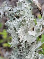 Parmotrema submarginale