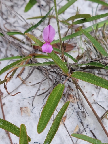 Image of Galactia purshii by (c) Jay Horn, some rights reserved (CC BY)