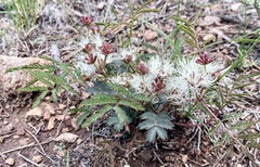 Calliandra humilis