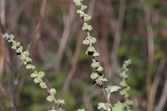 Ambrosia cordifolia
