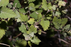Ambrosia cordifolia