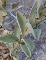 Verbascum litigiosum