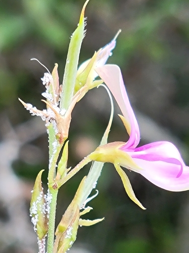 Image of Galactia purshii by (c) Jay Horn, some rights reserved (CC BY)