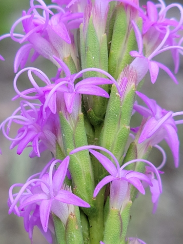 Liatris chapmanii