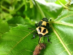 Euthyrhynchus floridanus