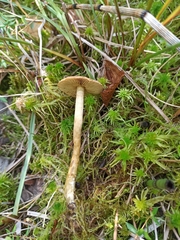 Cortinarius huronensis