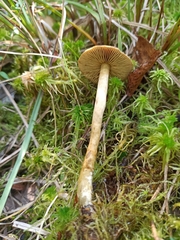 Cortinarius huronensis