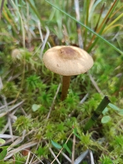 Cortinarius huronensis