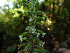 Microchilus