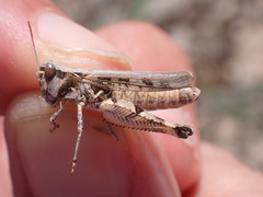 Dociostaurus genei genei