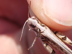 Dociostaurus genei genei