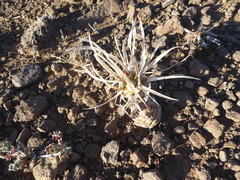 Tephrocactus articulatus