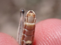 Dociostaurus genei genei