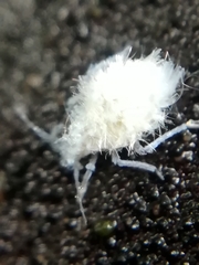 Prociphilus xylostei