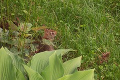 Sylvilagus floridanus