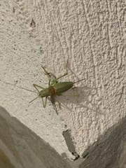 Ephippiger ephippiger