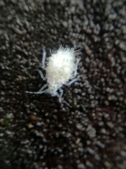 Prociphilus xylostei